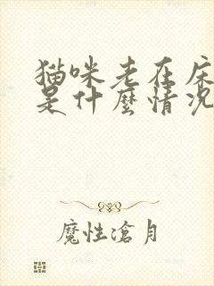 猫咪老在床上尿是什么情况