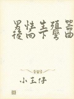 男性生殖器勃起后向下弯曲封面