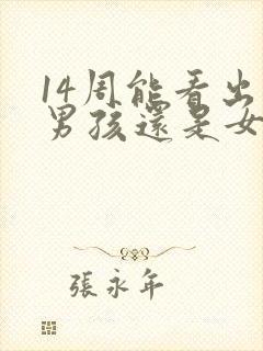 14周能看出来男孩还是女孩