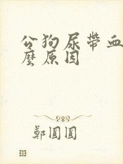 公狗尿带血是什么原因封面