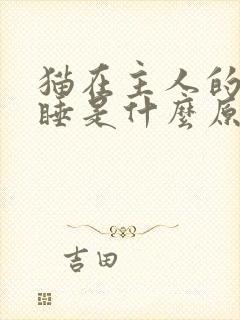 猫在主人的脚下睡是什么原因