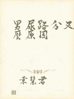 男尿路分叉是什么原因