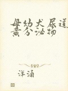 母幼犬尿道口有黄分泌物