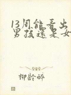 13周能看出来男孩还是女孩