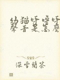 幼猫呼噜呼噜的声音是怎么回事