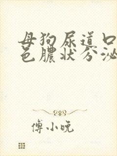 母狗尿道口有黄色脓状分泌物