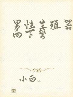 男性生殖器勃起向下弯