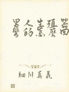 男人生殖器官是弯的怎么回事