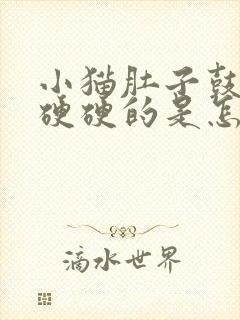 小猫肚子鼓鼓的硬硬的是怎么回事封面