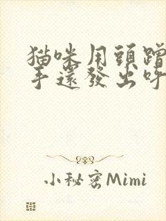 猫咪用头蹭你的手还发出呼噜的声音