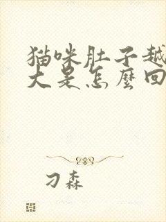 猫咪肚子越来越大是怎么回事?