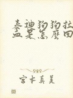 泰迪狗狗拉稀带血是怎么回事封面