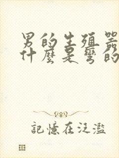 男的生殖器官为什么是弯的