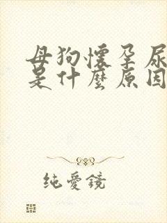 母狗怀孕尿血了是什么原因