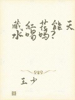 藏红花能天天泡水喝吗?