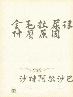 金毛拉尿很黄是什么原因