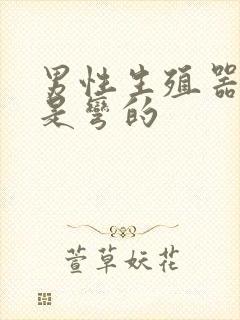 男性生殖器为啥是弯的