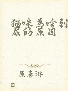 猫咪为啥到处乱尿的原因