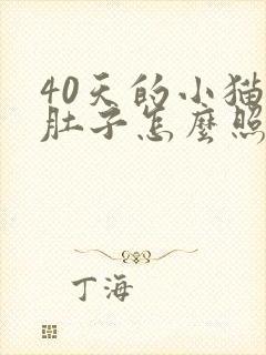 40天的小猫拉肚子怎么照顾呢