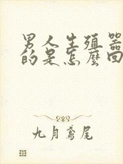 男人生殖器是弯的是怎么回事