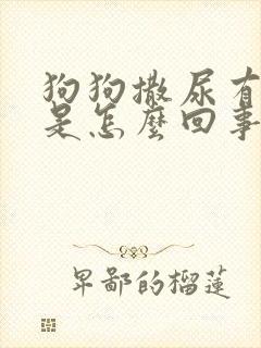 狗狗撒尿有点黄是怎么回事