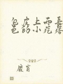 包皮上面长了白色的小疙瘩