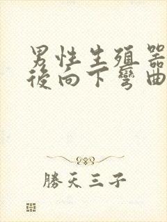 男性生殖器勃起后向下弯曲