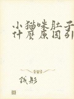 小猫咪肚子大是什么原因引起的