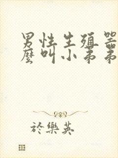 男性生殖器为什么叫小弟弟