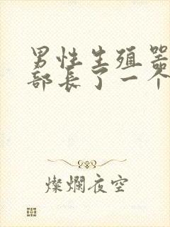 男性生殖器官根部长了一个疙瘩