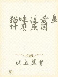 猫咪流黄鼻涕是什么原因