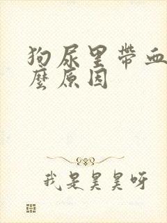 狗尿里带血是什么原因