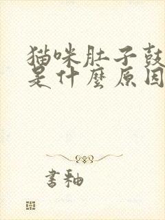 猫咪肚子鼓鼓的是什么原因封面