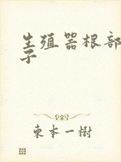 生殖器根部裂口子封面