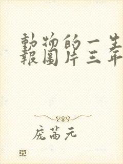 动物的一生手抄报图片三年级