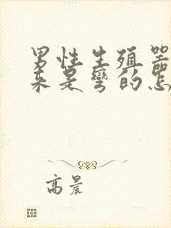 男性生殖器硬起来是弯的怎么办