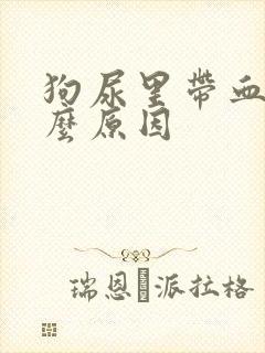 狗尿里带血是什么原因