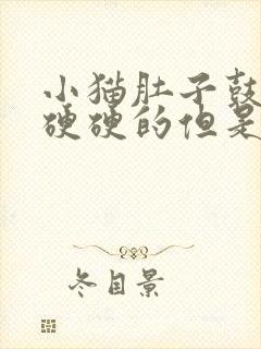 小猫肚子鼓鼓的硬硬的但是很活泼