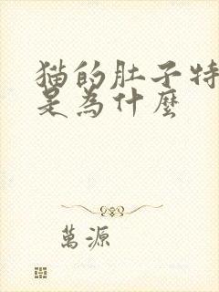 猫的肚子特别大是为什么