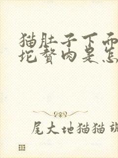 猫肚子下面有一坨赘肉是怎么回事