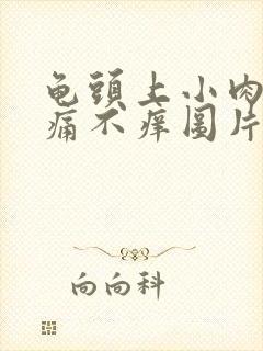 龟头上小肉粒不痛不痒图片