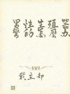 男性生殖器官是弯的怎么办