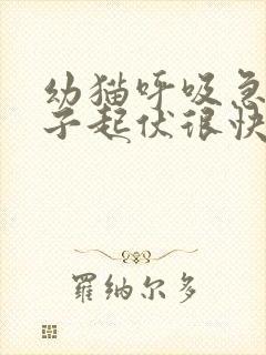 幼猫呼吸急促肚子起伏很快速是怎么了封面