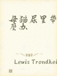 母猫尿里带血怎么办