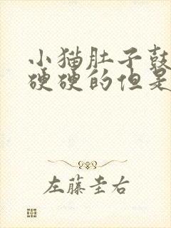 小猫肚子鼓鼓的硬硬的但是很活泼