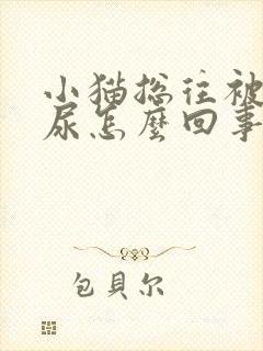 小猫总往被子上尿怎么回事