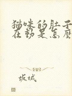 猫咪的肚子一直在动是怎么回事