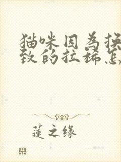 猫咪因为换粮导致的拉稀怎么办