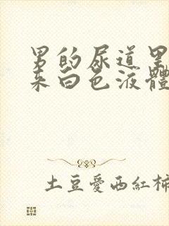 男的尿道里面出来白色液体是什么