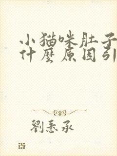 小猫咪肚子大是什么原因引起的